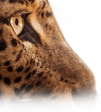 Tigre fond SEO Tigre fond SEO